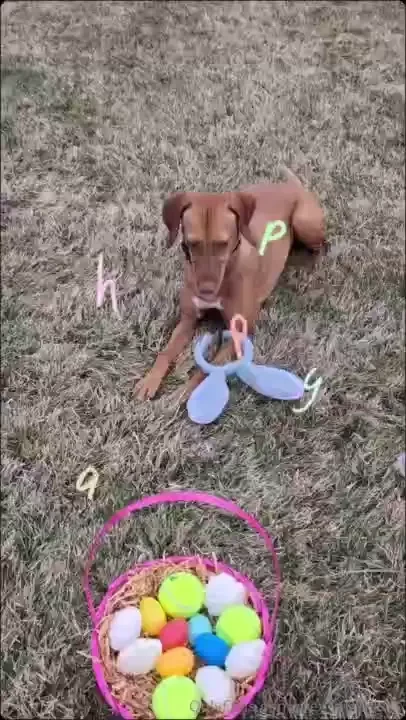 My puppy bee-mo and i had so much fun with a little egg hunt how did 