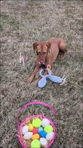 createwithkira1 - My puppy bee-mo and i had so much fun with a little egg hunt how did 