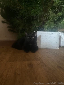 This is wednesday our new kitten isn t she just the cutest she is a