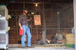 The best way to pick up chicks gently with both hands part 1