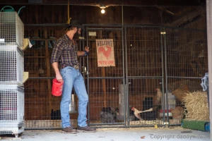 The best way to pick up chicks gently with both hands