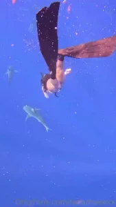 Fun new venture what do you think would you dive with sharks did you