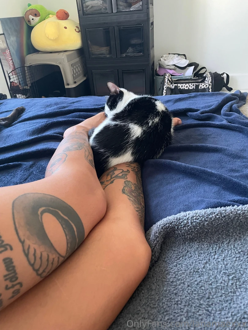 Meow part 2062 