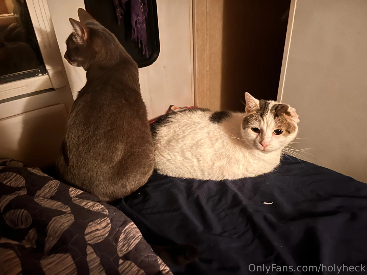 Oliver and cindy were sitting butt to butt last night and i forgot to part 1 