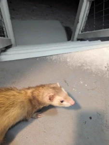 My baby little miss frito passed away today she lived right at about 8 part 1