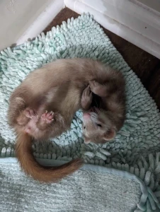 My baby little miss frito passed away today she lived right at about 8 part 3