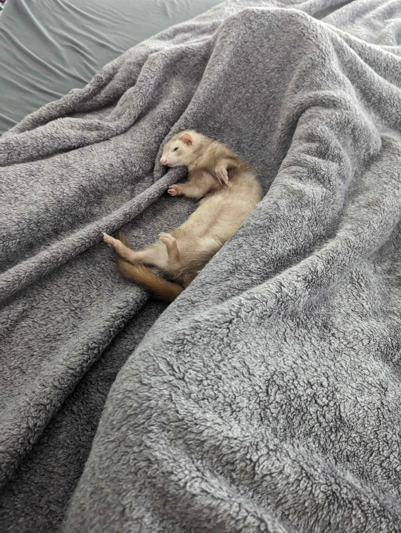 My baby little miss frito passed away today she lived right at about 8 