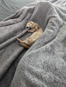 My baby little miss frito passed away today she lived right at about 8