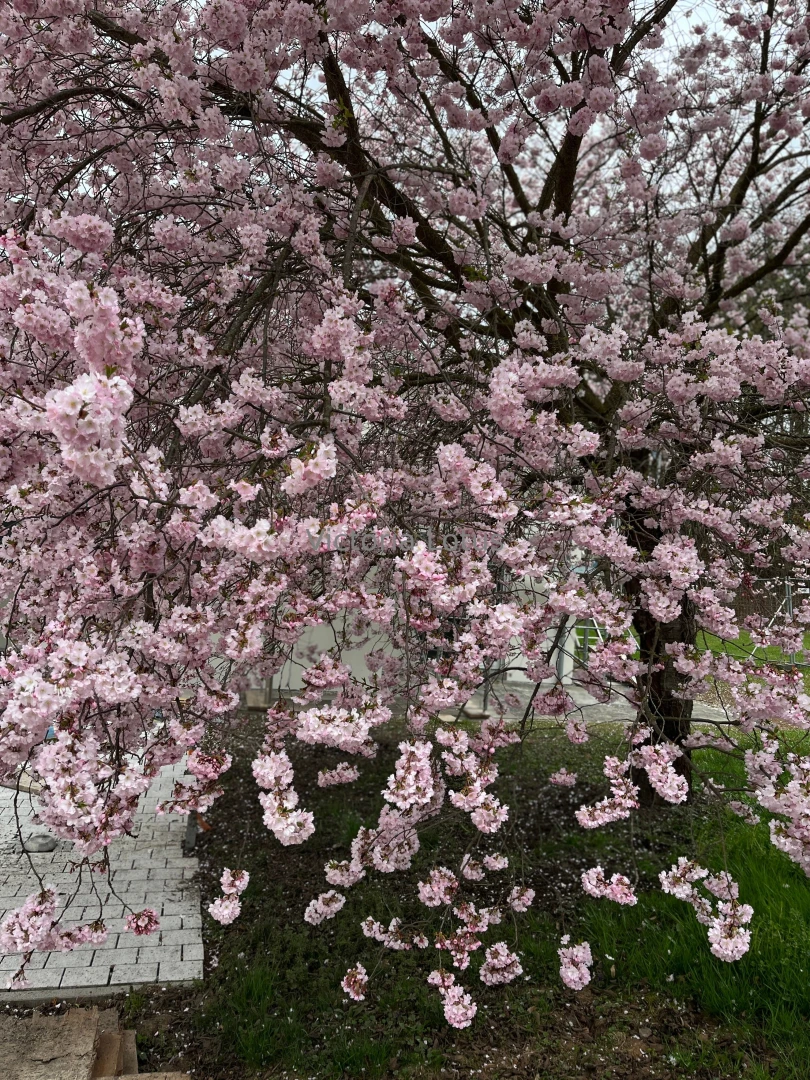 The blossoms are in full bloom today 