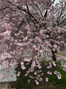 The blossoms are in full bloom today