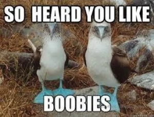 A little birdie told me you havent seen titties today and thatd be