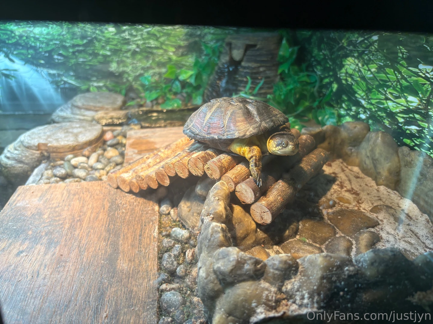 One of my hobbies that kinda waxes and wanes is water pets if you ve part 1 