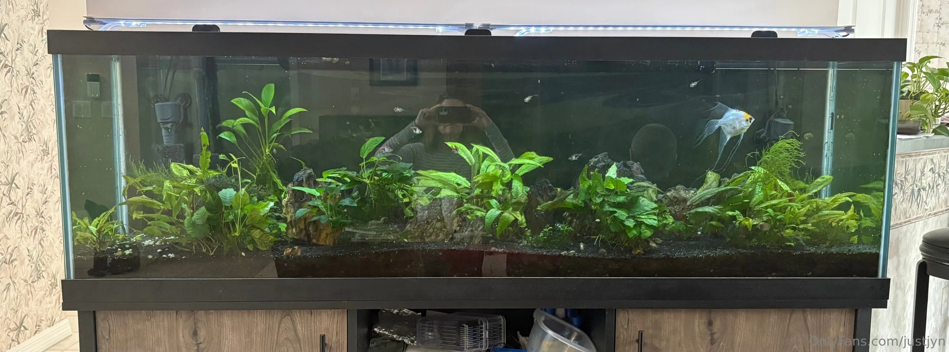 One of my hobbies that kinda waxes and wanes is water pets if you ve 