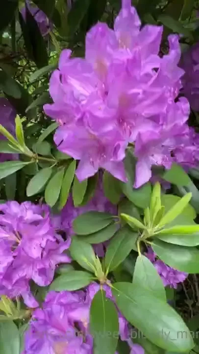 Did i mention how much i love flowers 