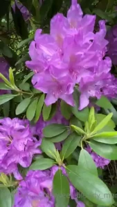 Did i mention how much i love flowers