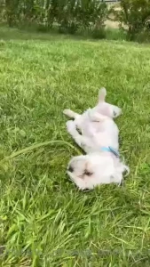 Lucky is living his best life and he wanted to say hi something cute i