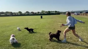 Suns out dogs out and a couple of balls to play with