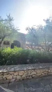 Roosters roosting in greece
