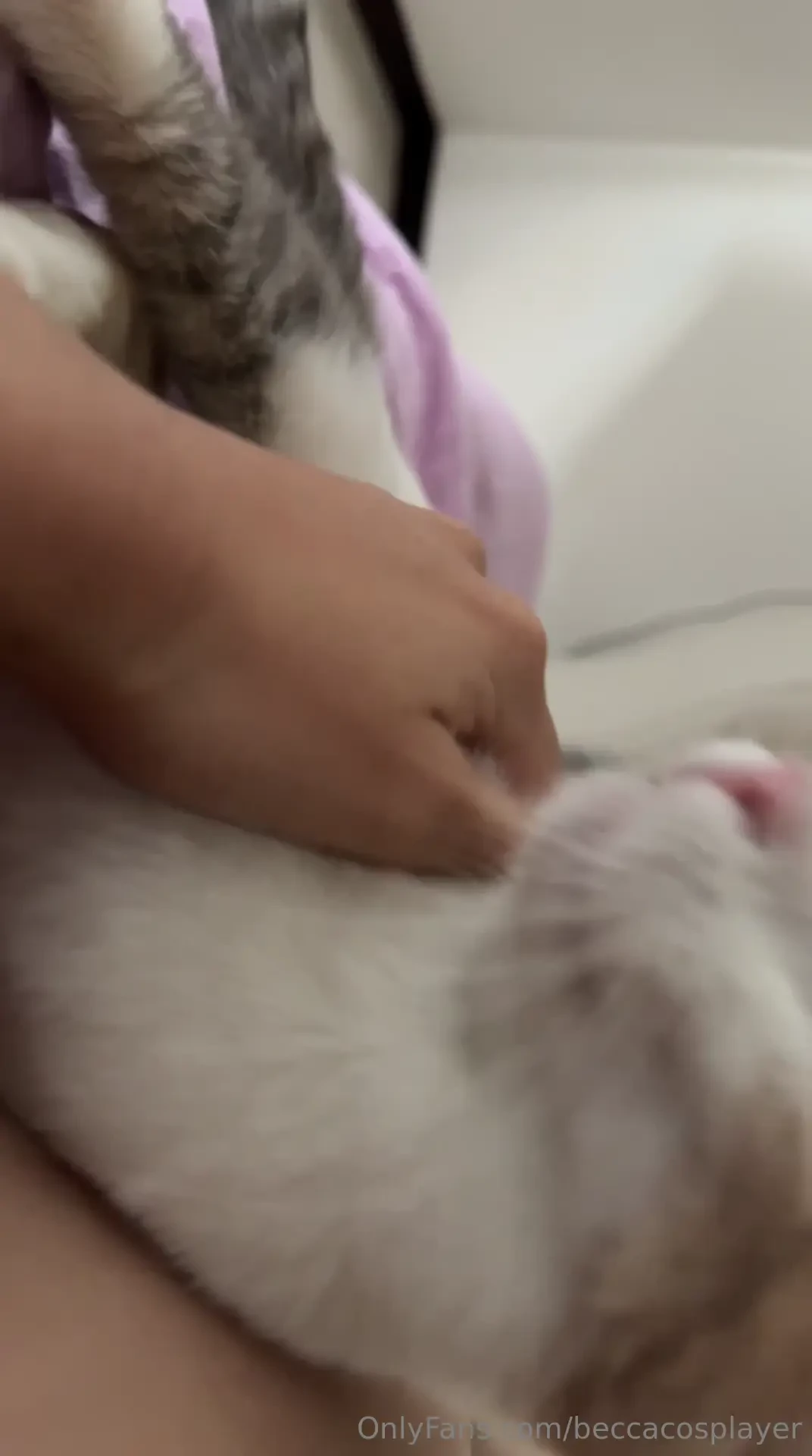 Do you like kittiessss because me too just for now if you help me here 
