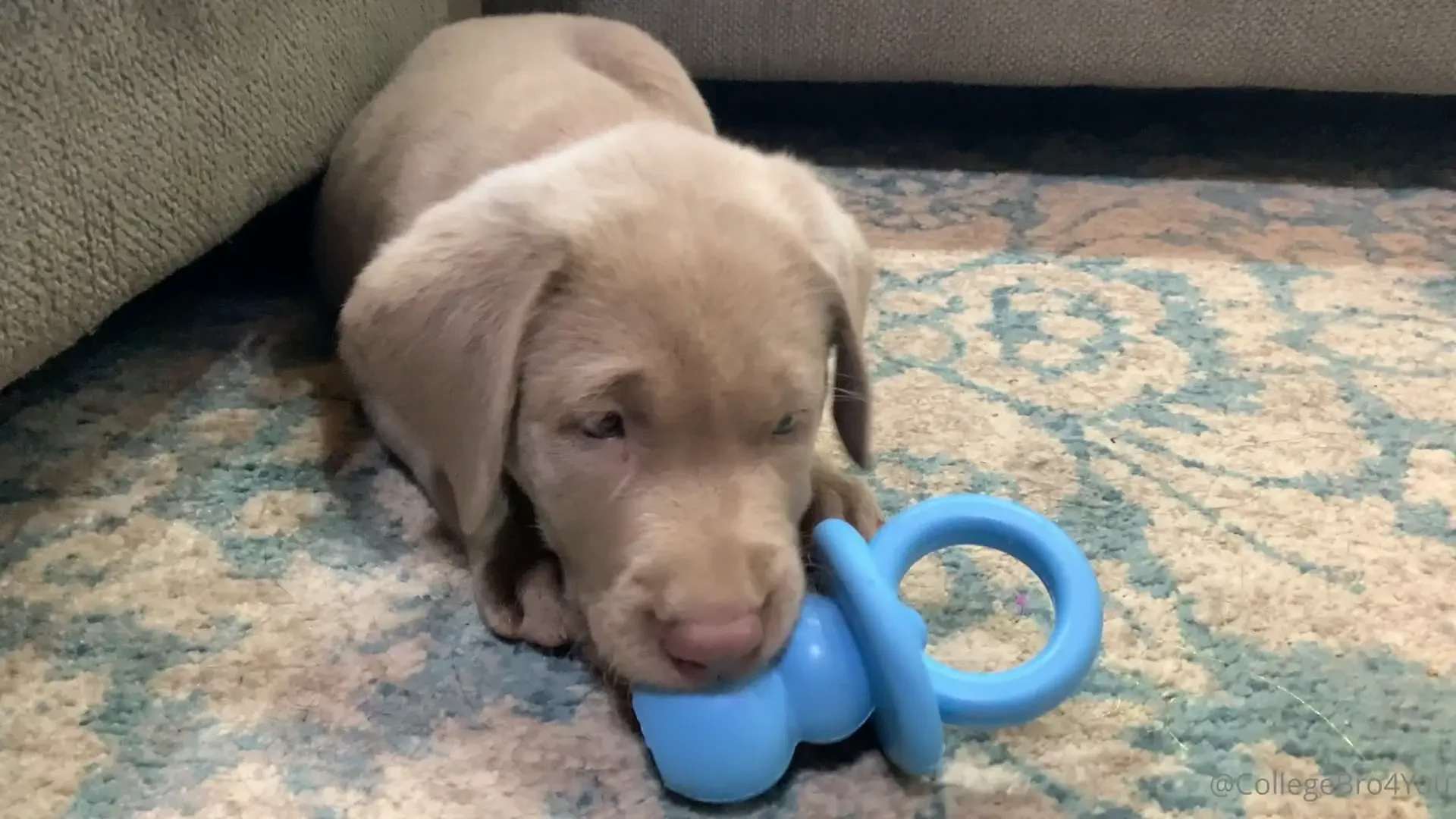 We got a new puppy yesterday 