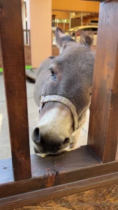 I went to the most famous sushi restaurant in shizuoka to celebrate my