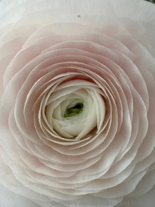 Pea and her garden part 1