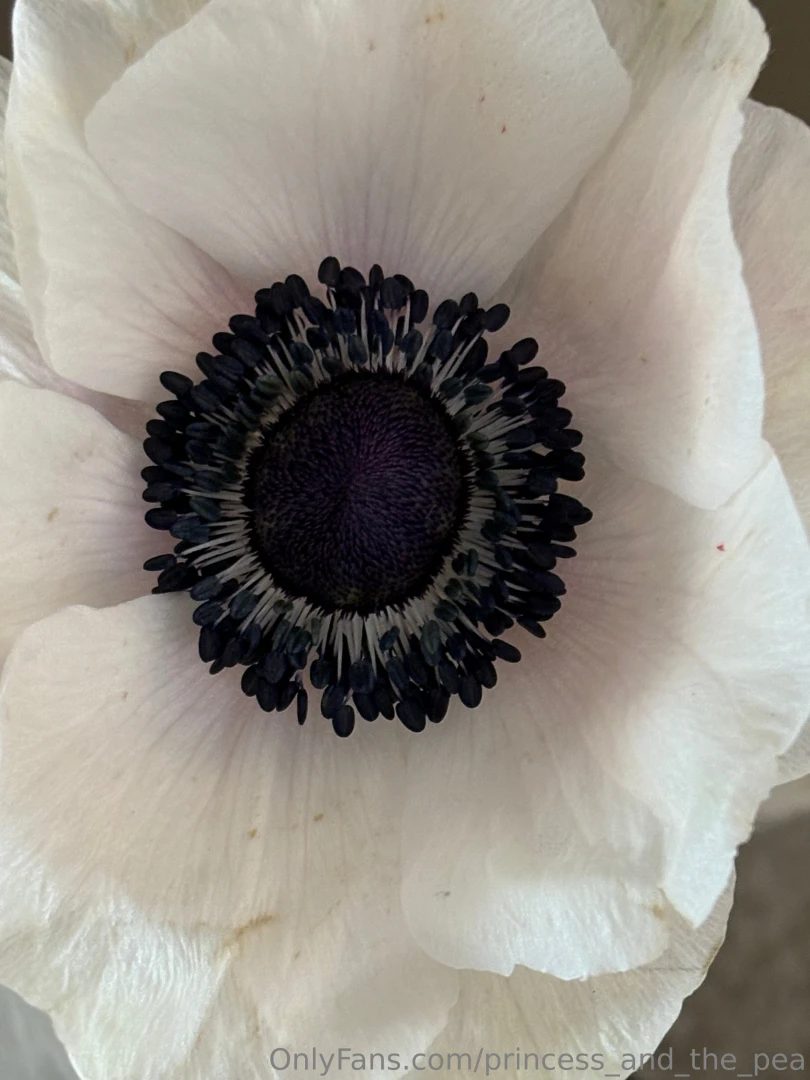 Pea and her garden part 4 