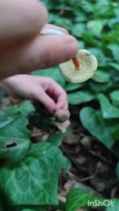 Lifeblog video the weather was rainy half of the days so we haven t