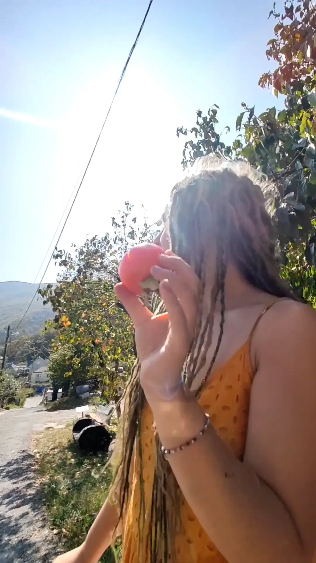 We found persimmon trees with the sweetest fruits you will never buy 