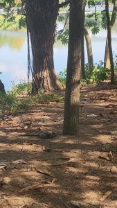 Antes de gravar vamos ver com t a natureza before recording let s see