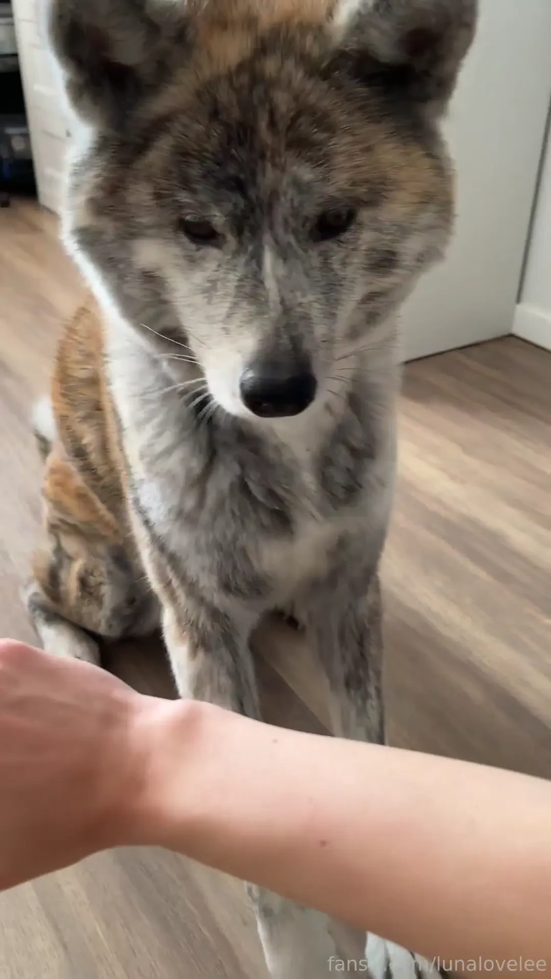 Mika is so smart i love her pet dog life lifestyle fyp blog vlog 