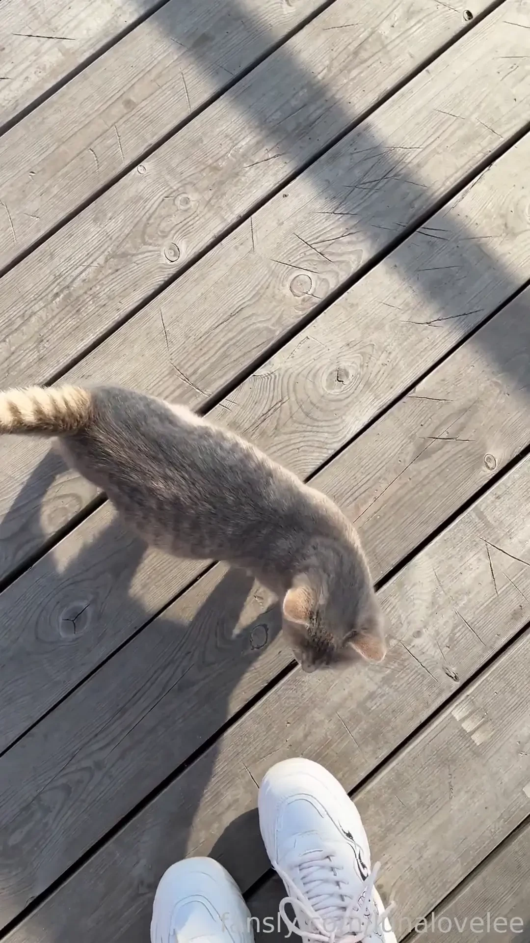 Some useless videos dogs and kitty i met seagulls near my house and part 1 