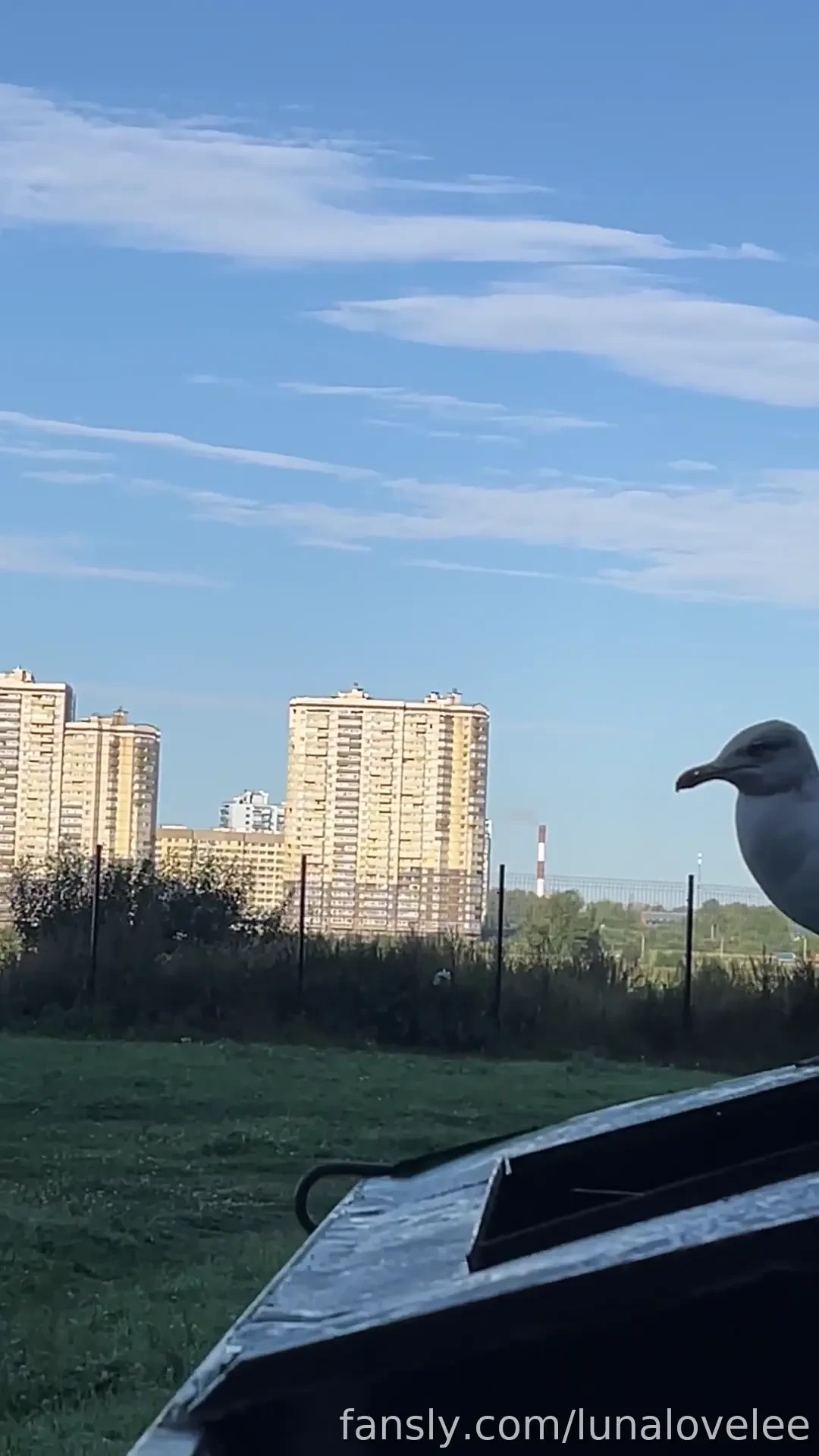 Some useless videos dogs and kitty i met seagulls near my house and part 3 