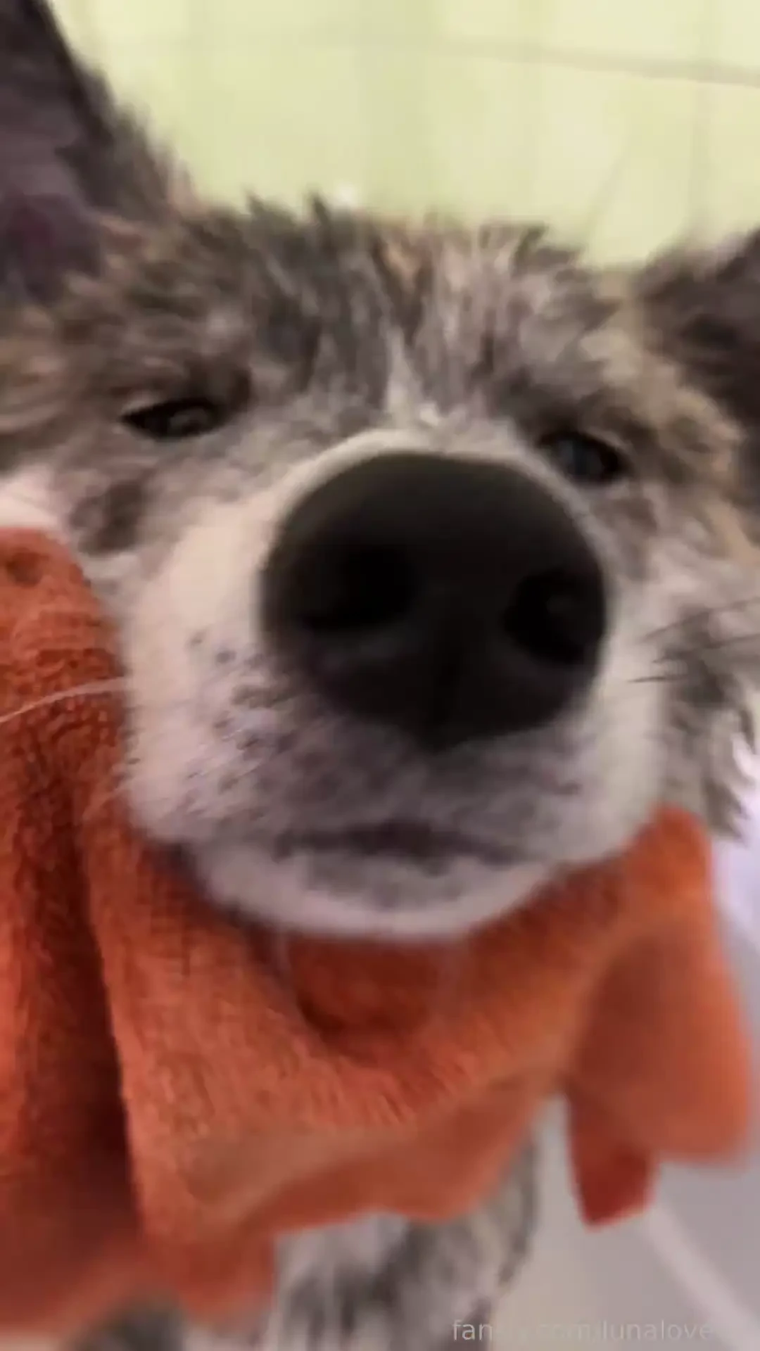 Mika took a bath while i was washing my doggie she splashed me now 