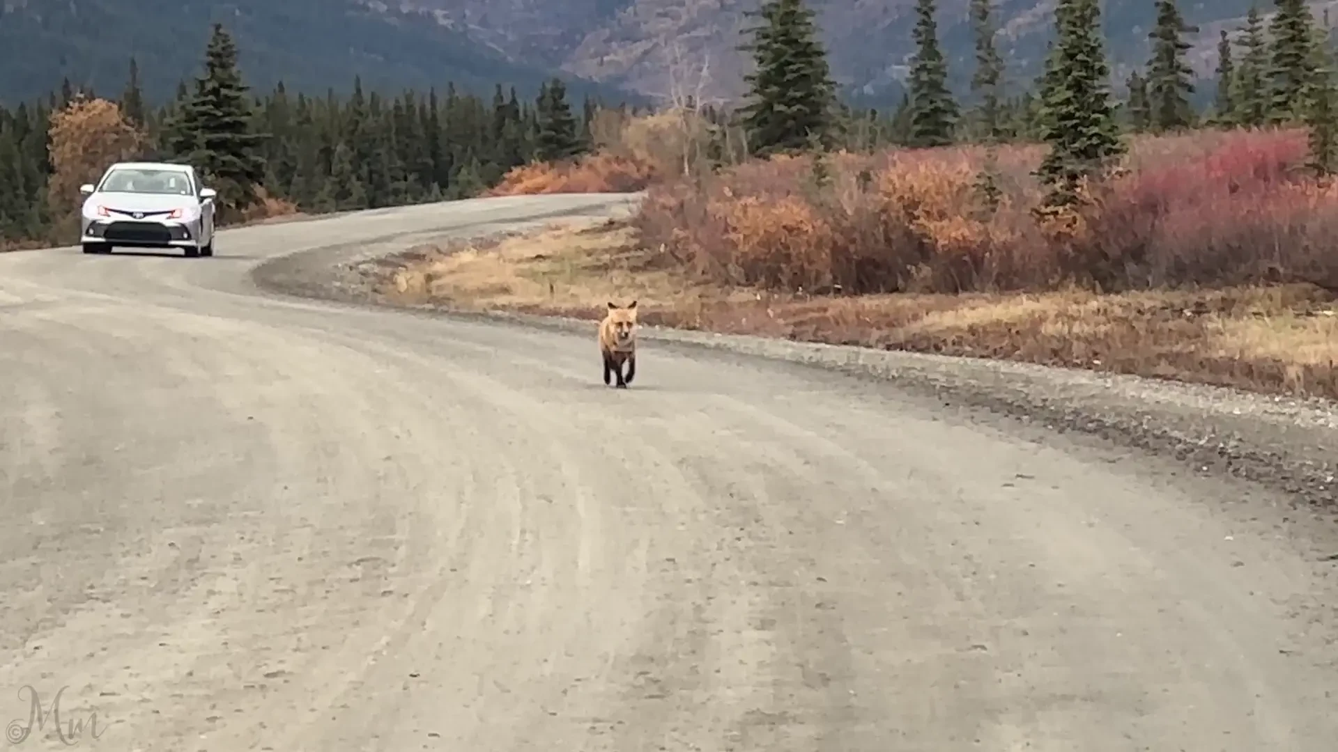 A fun trip this summer to denali park even got to see a cute fox 