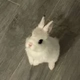bebebibingka