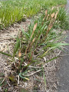 It s finally the season when it s nice to be outside but the cherry