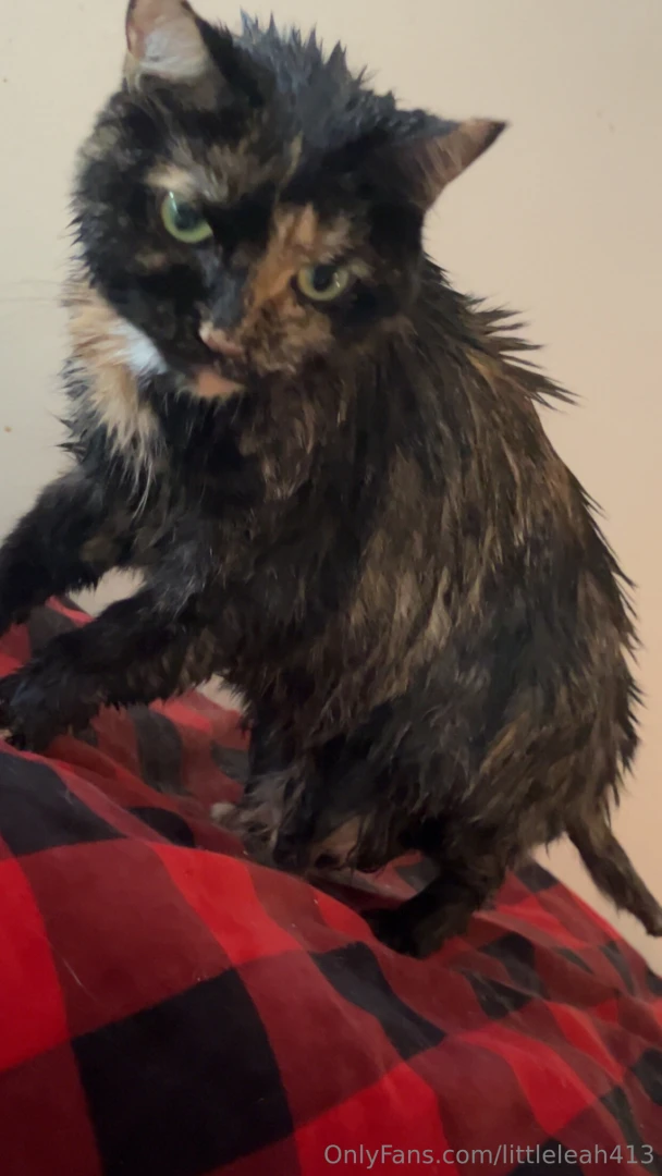 Gave my pussys a bath 
