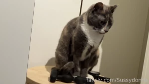 Installing a cat door was a mistake