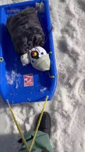 Omg omg i got to go to mt buller on the weekend i got to see snow i ve