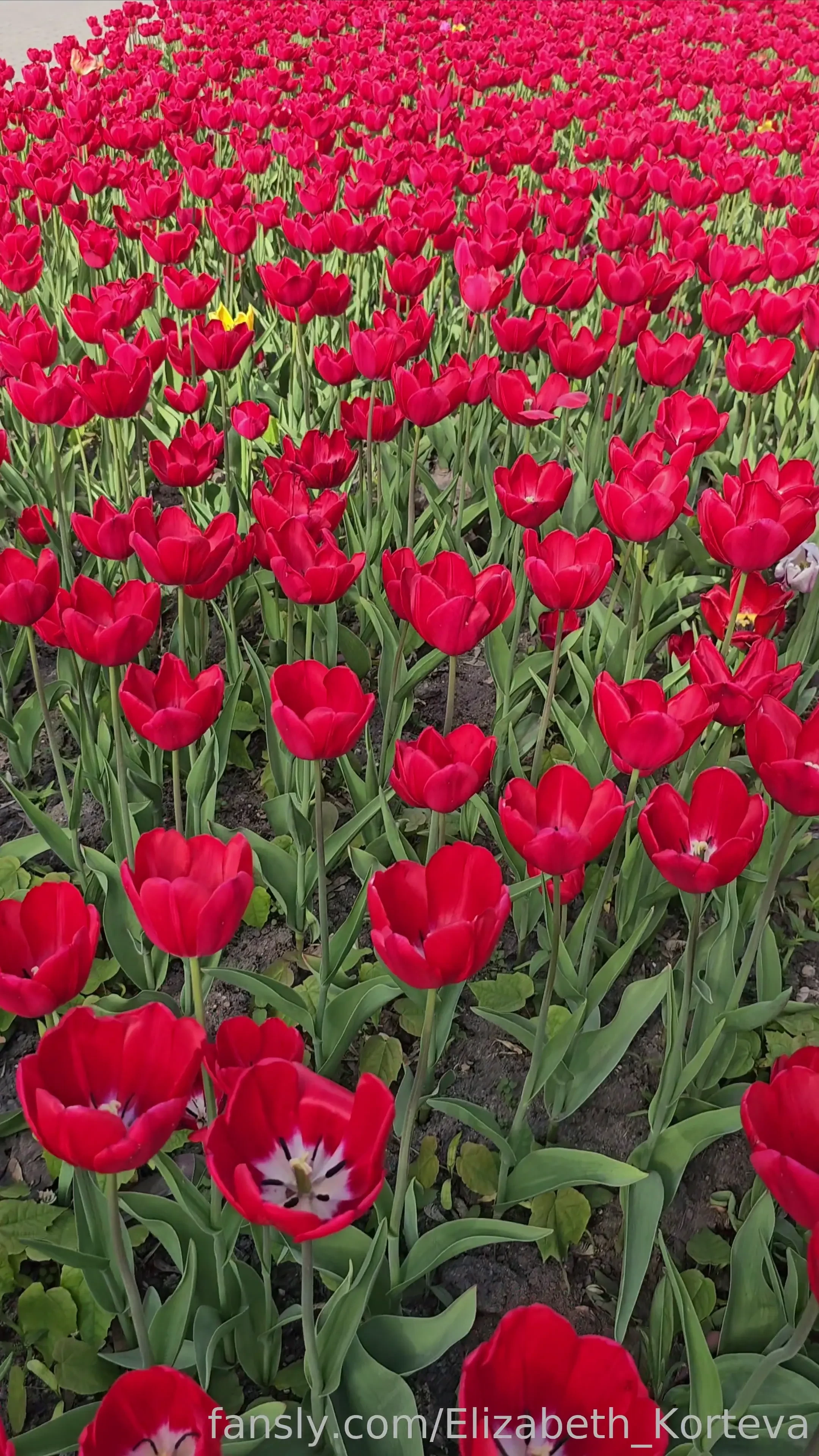 Denim upskirt pink teen young public outside ponitails skirt 