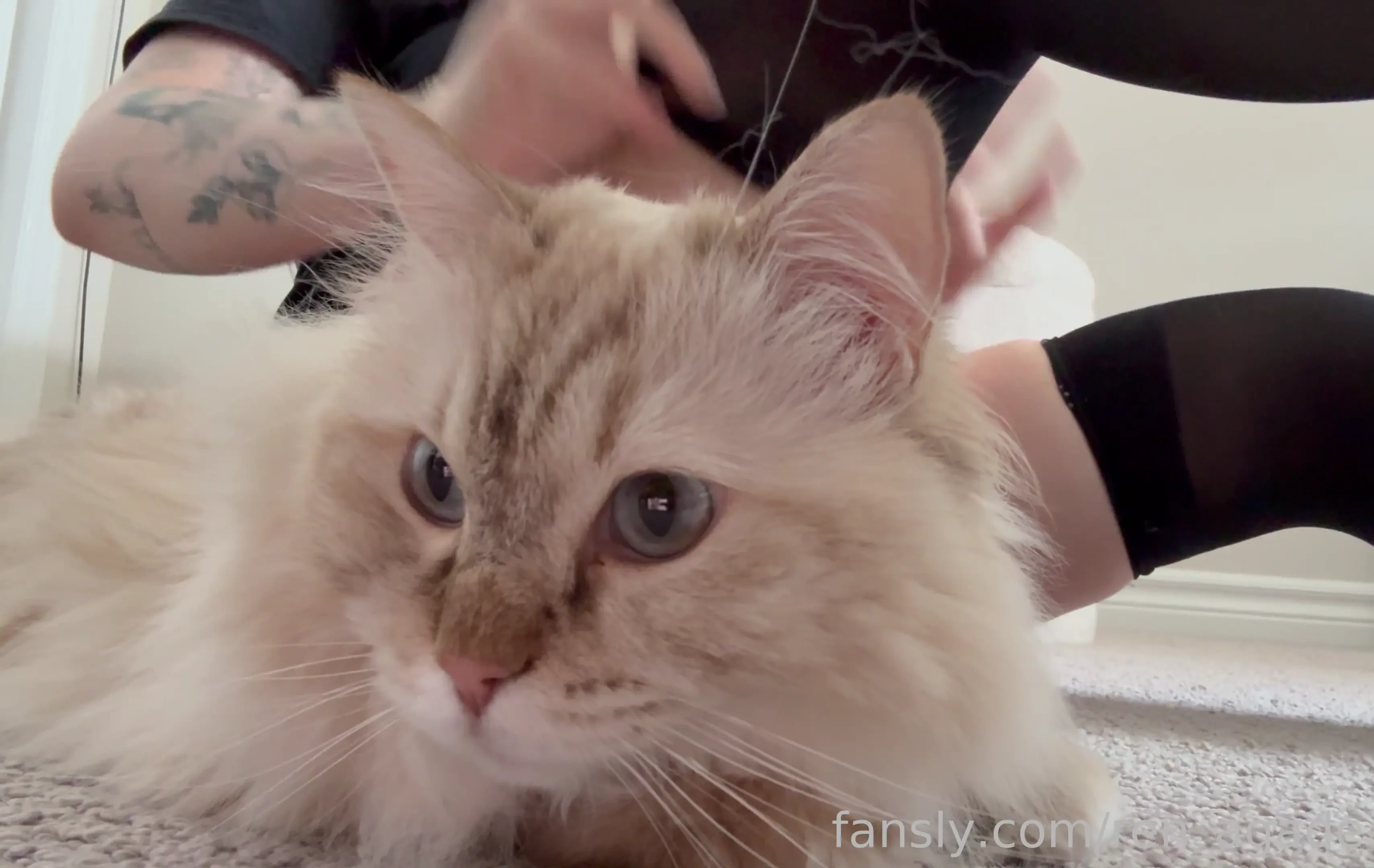 Do you love gatcha do you love cute catto tip 10 and see which minky 
