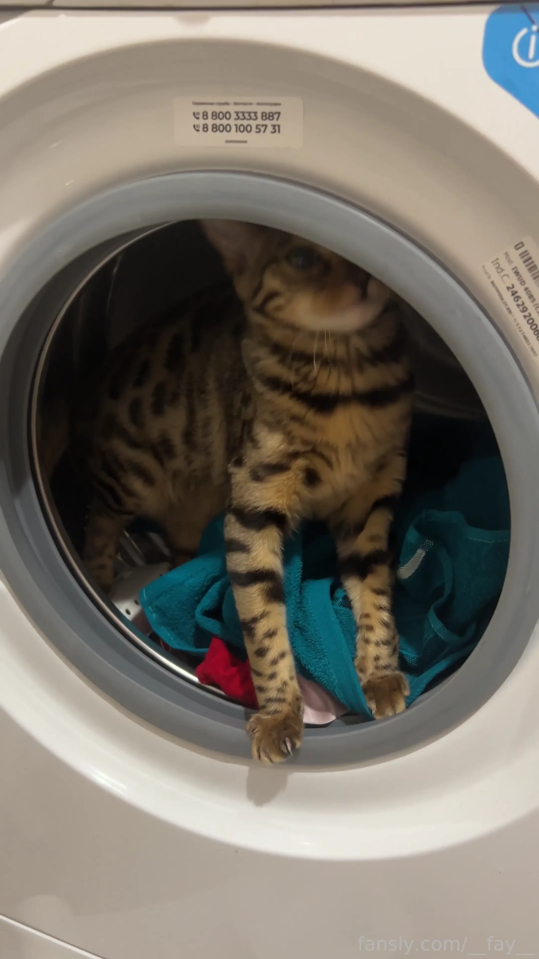 My little furry helper but the only help so far has been hair on my 