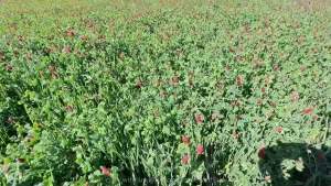Trifolium incarnatum part 1