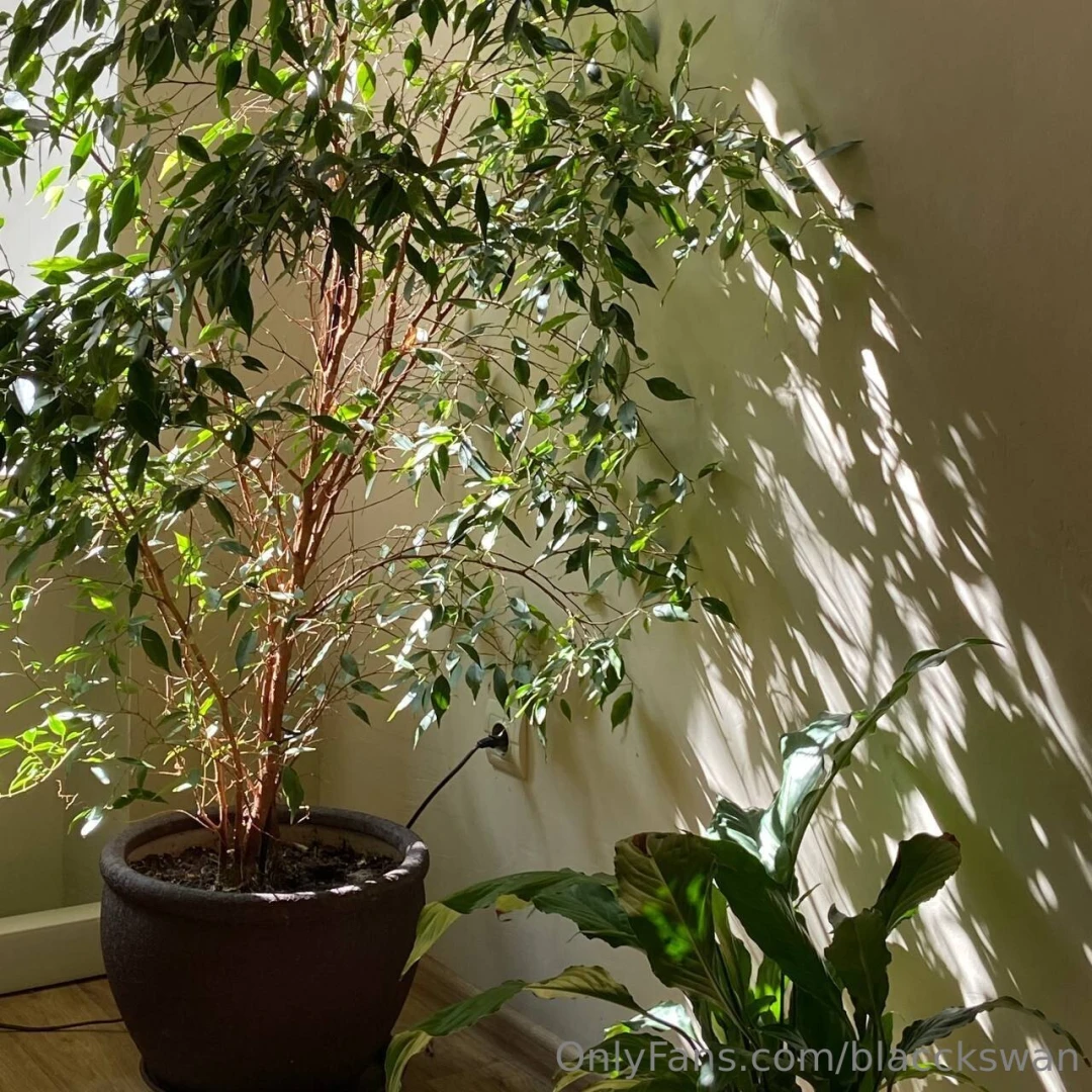 Here are my new friends in my home that will purify the air at home 