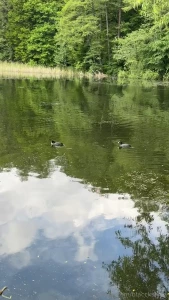 Today i went out of town and spent the day in nature - silence and