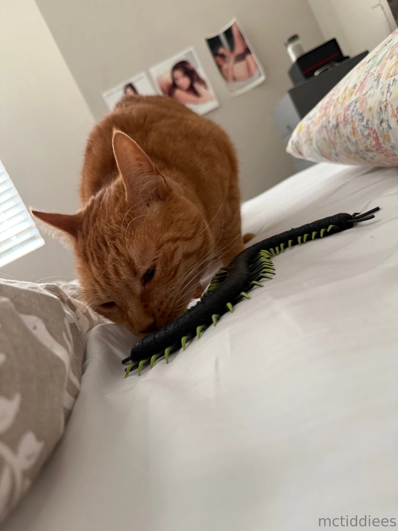 Have a cat they said they re great 