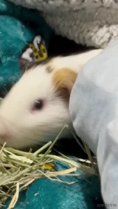 You also get to enjoy funny animal tiktoks on my page buddy is a trip