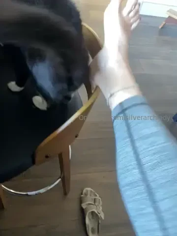 Arches toes music and my kitty plus hear my voice 
