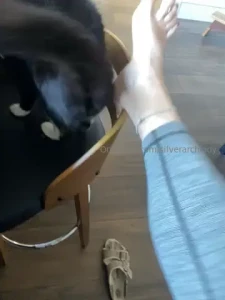 Arches toes music and my kitty plus hear my voice